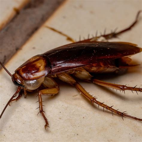American Cockroach - James River Pest Solutions