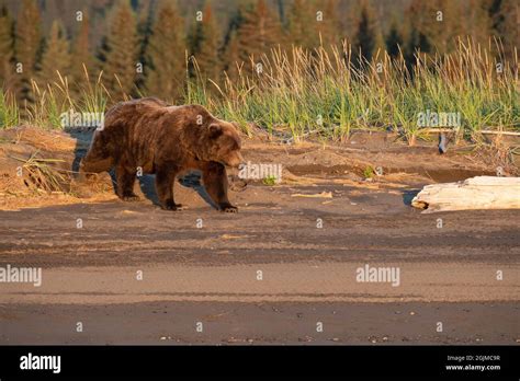 Alaskan Coastal Brown Bear Stock Photo - Alamy