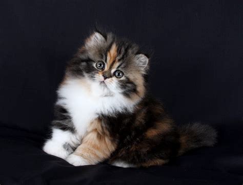 Black Persian Mix