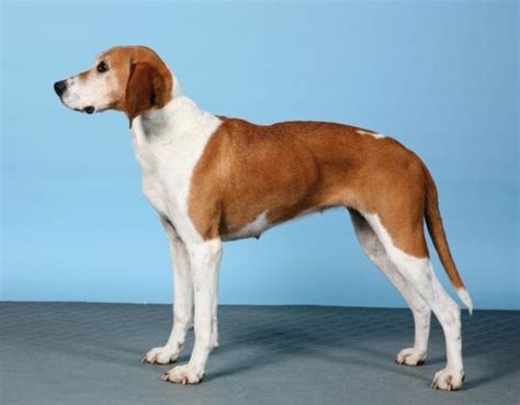 Hygen Hound Dog Breed Profile – Top Dog Tips