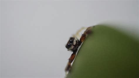 Micro+Bikinis+Gifs Photos, Download The BEST Free Micro+Bikinis+Gifs