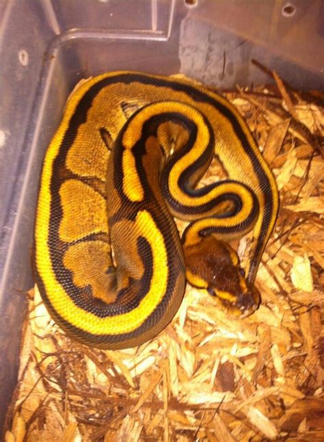 Genetic stripe ball python | Ball python, Python, Genetics