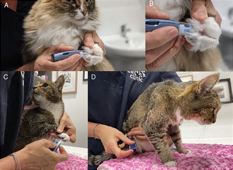 Feline immunodeficiency virus (FIV) infection in domestic pet cats in