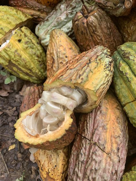 Cacao as a plant medicine — JUNGLE CACAO PERU
