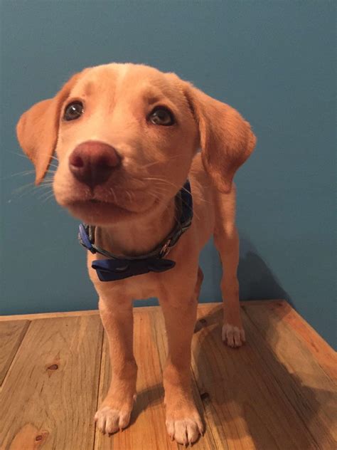 My pitbull/golden retriever mix as a puppy : r/aww