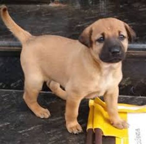 russian setter  combai breed comparison mydogbreeds