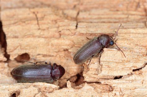 How to Get Rid of Wood Boring Beetles (Woodworm) | Garratt's Damp