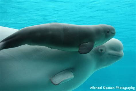 » Belugas
