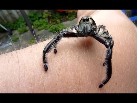 Giant Australian Jumping Spider