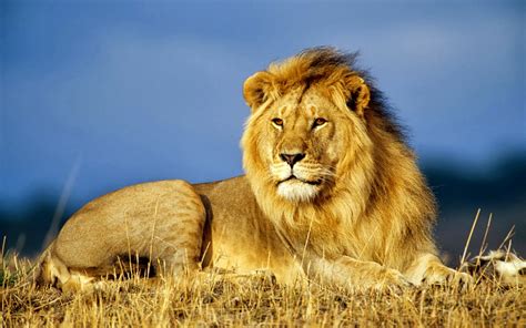 COME UN LEONE