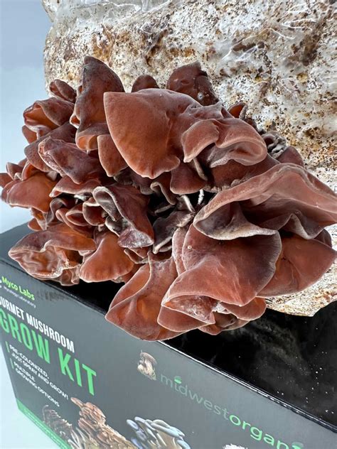 Wood Ear Mushroom Grow Kit (5lbs)