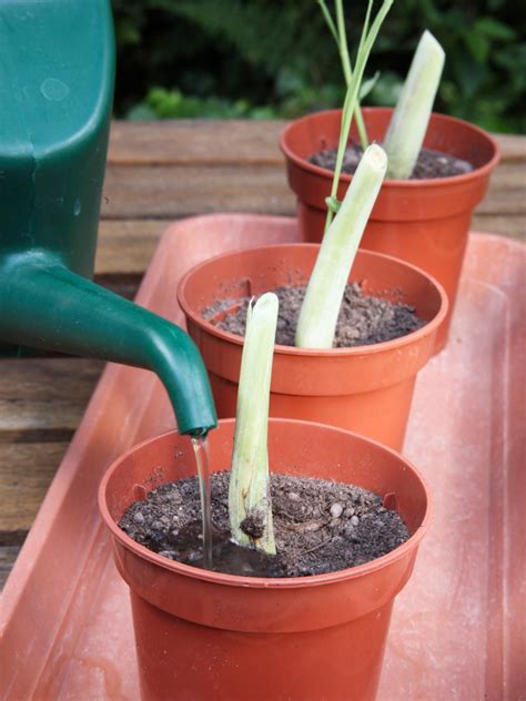 Grow Your Own Lemongrass | Taman, Tanaman, Menanam