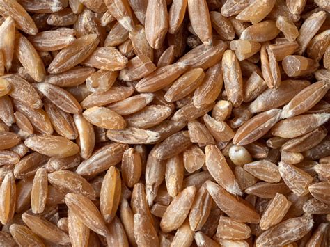 Grinding Down the What’s and Why’s of Spelt - Blend of Bites
