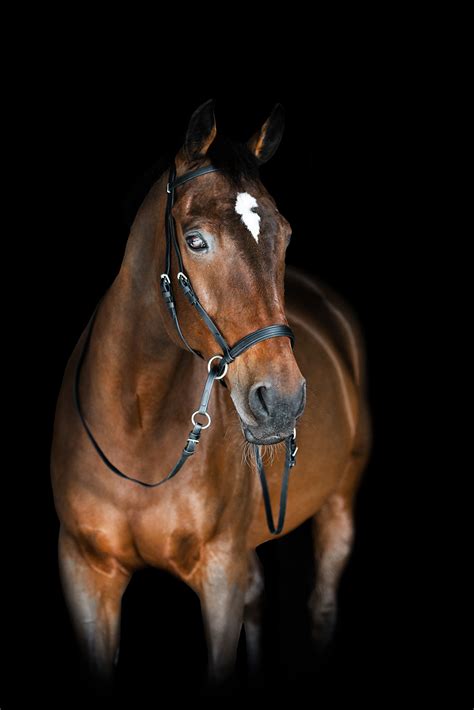 beta headstall  bitless bridle  dr robert cook