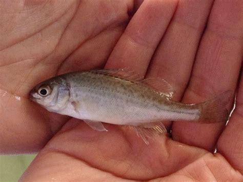 Using Silver Perch in your Aquaponics System - HowtoAquaponic