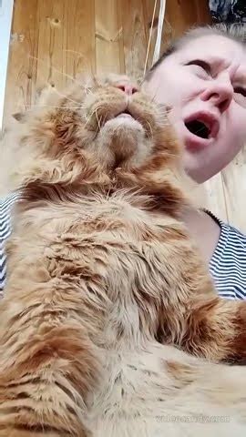 Мейн кун. Кот Джокер. Это наш Шедевр. С Аккомпанементом и бэк- вокалом ...