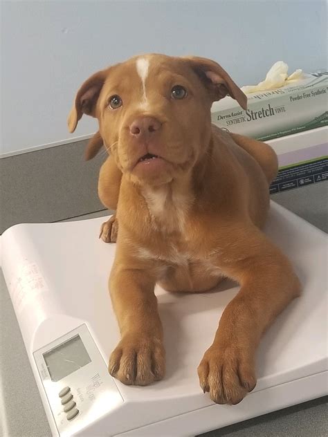 VCA Parkway Animal Hospital - Home | Facebook