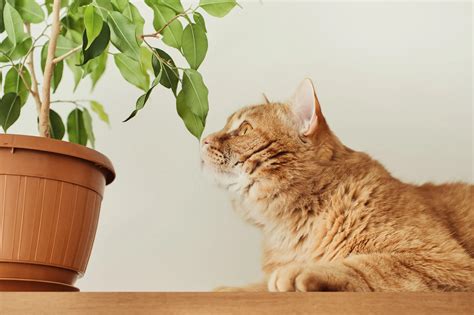 How To Keep Cats And Dogs Away From Your Garden