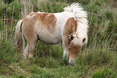 Fury after pregnant Shetland pony is ridden, forced to fall over and ...