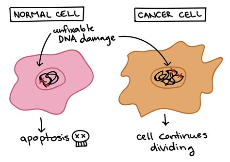 Programmed cell death & Cancer biology | The Biology of Sex and Death ...