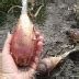 Лук Карамель: описание и характеристики сорта, агротехника посадки и ...