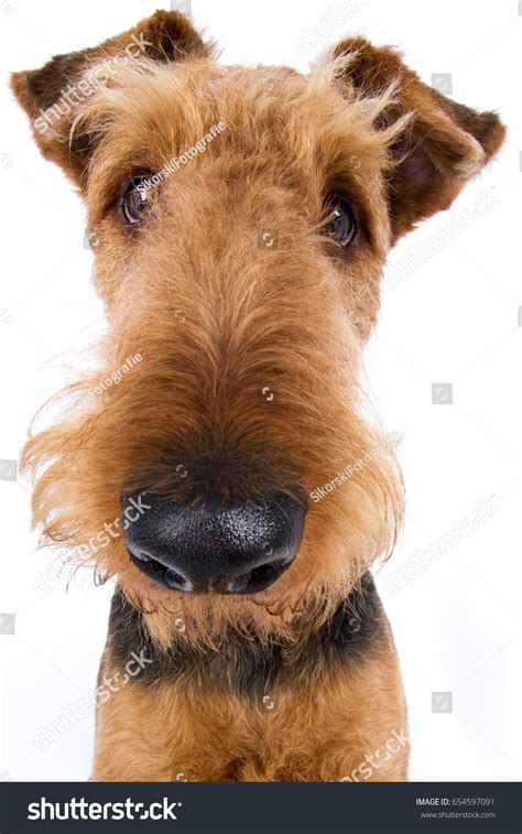 What Is The Biggest Terrier