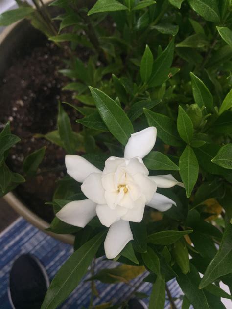 Frost Proof Gardenia | Frost Proof Gardenia Bush — PlantingTree