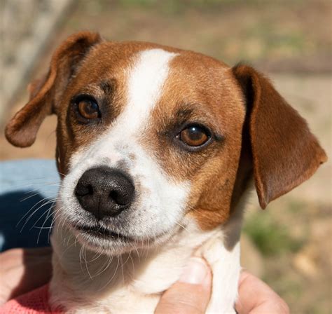 stuart-profile – Georgia Jack Russell Rescue