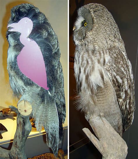 A Picture Of An Owl Without Feathers Is More Than The Internet Can ...