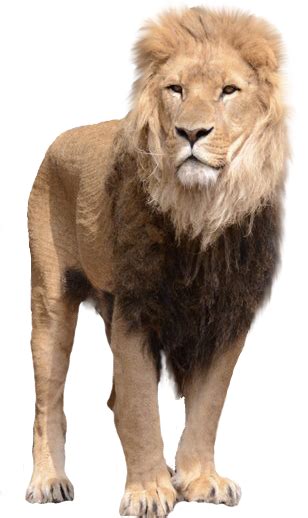 Лев PNG