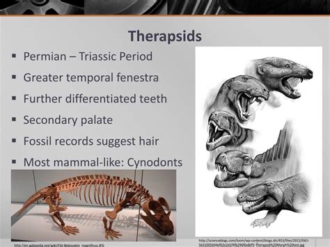 PPT - Mammal-Like Reptiles PowerPoint Presentation, free download - ID ...