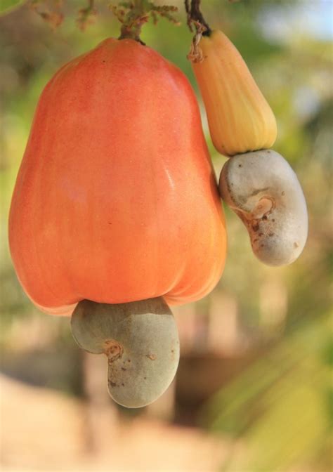 Cajueiro com a cru fruta e noz foto premium – Artofit
