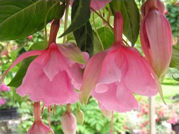 Pink Flowers Hanging from a Tree in a Garden