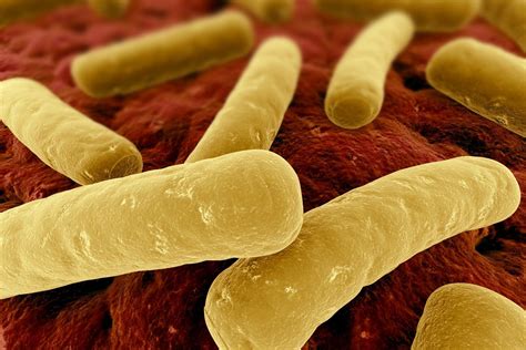 FSA UK – Scotland – Several batches recalled for concerns about ...