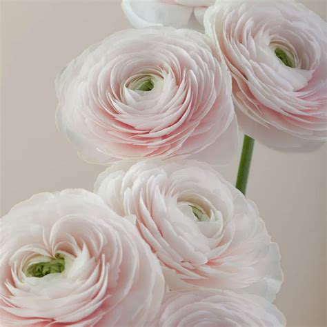 100 stems Ranunculus ELEGANCE Blush Pink ($3.15 each) — Las Vegas