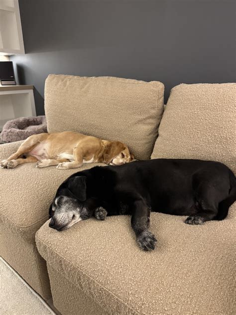 The Tipsy Housewife - Back home in Chicago and the dogs are enjoying