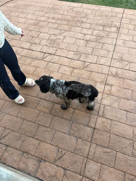 Lost And Found Pets in Johnstown, Pa And Surrounding Areas | Dog in our