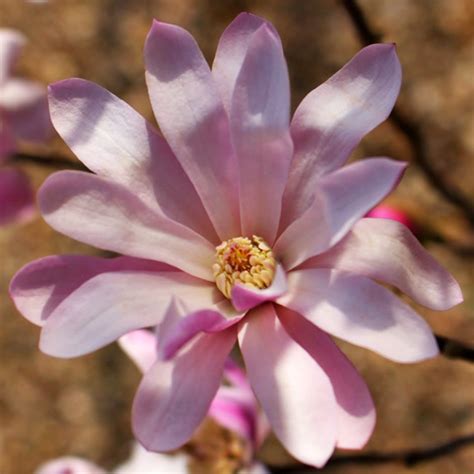 Купить Магнолию Лебнера Леонард Мессел в Киеве. Саженцы Magnolia ...