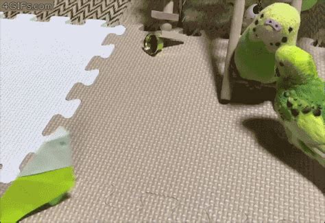 Птицы анимация, смешные совы гиф, гифки с попугаями .gif » Две GIFки