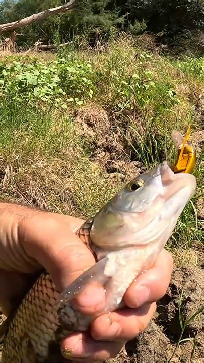 Голавль 100% поймаешь. #ribalka #fishing #рыбалка #голавль #жук - YouTube