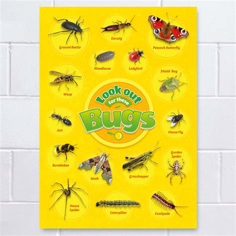 Bug Identification Poster - Perfect School Nature Areas & Gardens