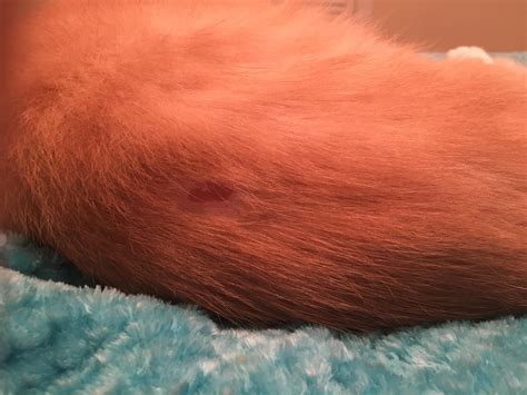 mom’s cat has this weird wound on him, we have no clue what it could be ...