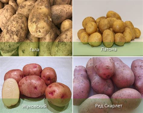 Сорт картофеля 4 буквы: Сорт картофеля, 4 (четыре) буквы