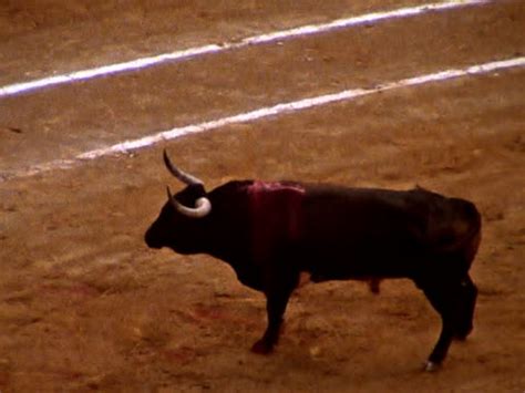 52 Bloody Bullfights Stock Videos, Footage, & 4K Video Clips - Getty Images