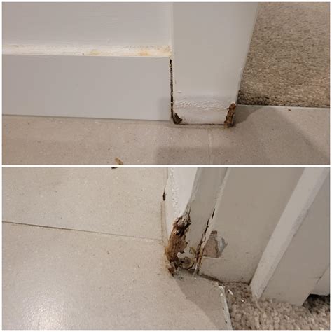 Saw this swelling on the architrave(?) on a ~5 year apartment, how big