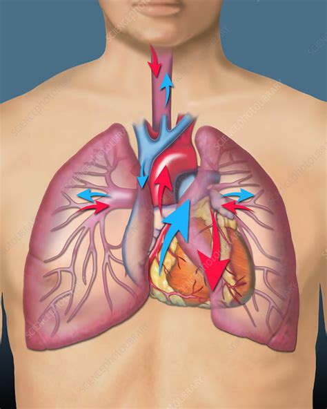 Circulatory system, illustration - Stock Image - C039/3052 - Science ...