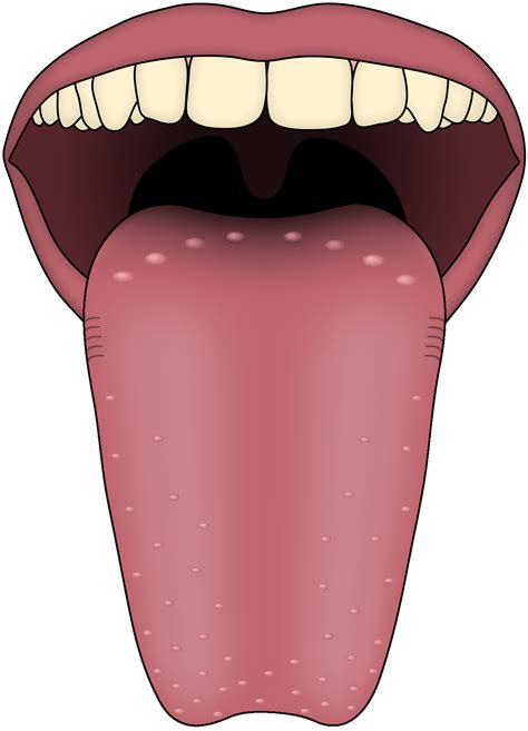 Tongue PNG Image File - PNG All