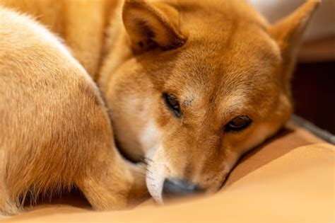 Premium Photo | Shibainu dog sleeping shiba inu relaxing in the living ...