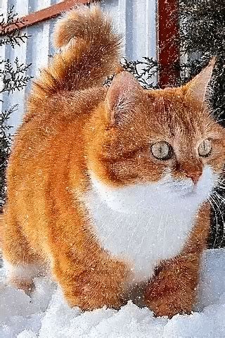 Зимний кот | Пикабу
