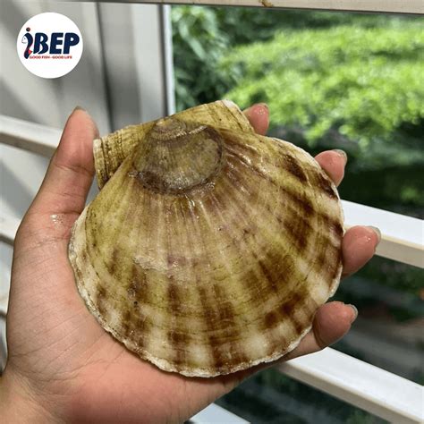 diep nhat nguyen  ibep thuc pham dong lanh